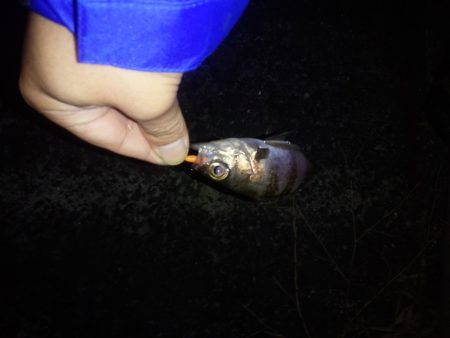 めばりんぐ＆あじんぐ