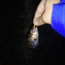 めばりんぐ＆あじんぐ