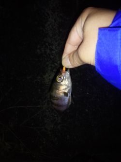 めばりんぐ＆あじんぐ