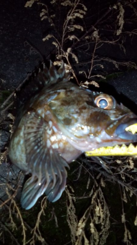 悲願の５目達成が・・