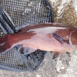 チヌ＆カンダイ狙い？