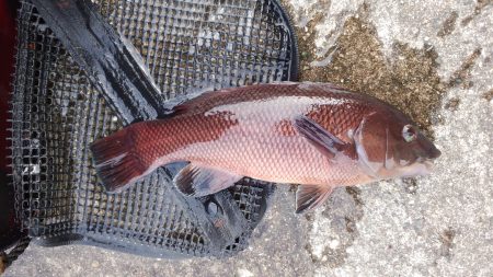 チヌ＆カンダイ狙い？