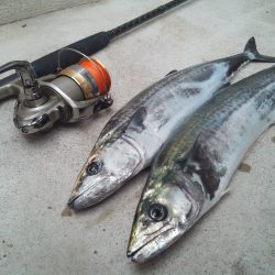 サゴシ爆釣!! in 親海公園