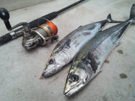 サゴシ爆釣!! in 親海公園