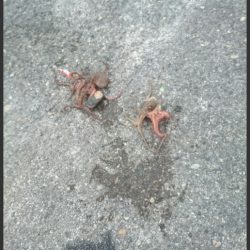 オクトパッシング