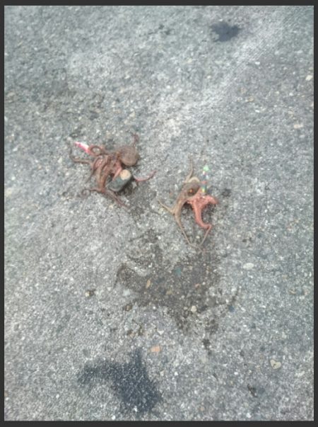 オクトパッシング