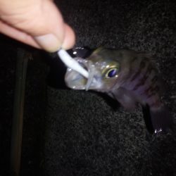 今年最後の釣り納め