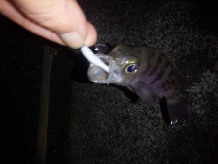 今年最後の釣り納め