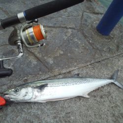 激渋サゴシなんとか1匹！