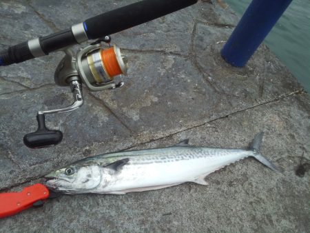 激渋サゴシなんとか1匹！