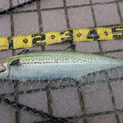 新品のロッドで