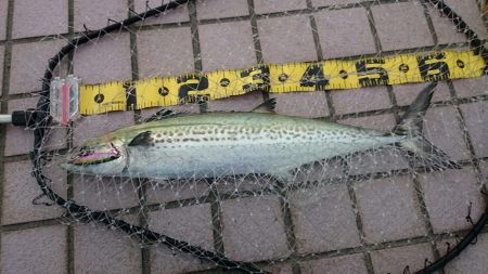 新品のロッドで