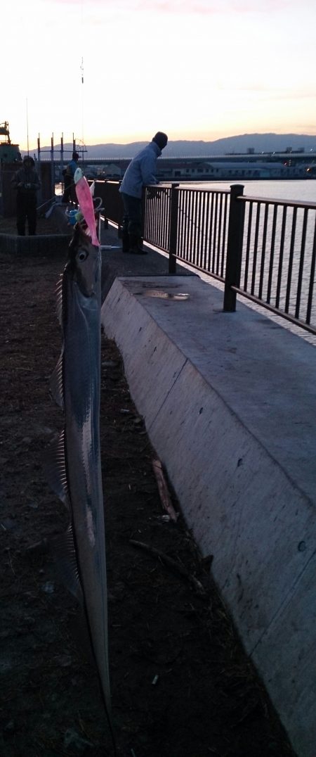 明け方に太刀魚1匹GET