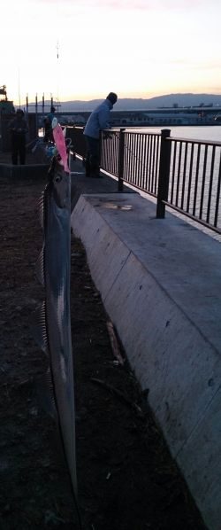 明け方に太刀魚1匹GET