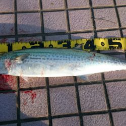 良型サゴシ67㎝ゲット！