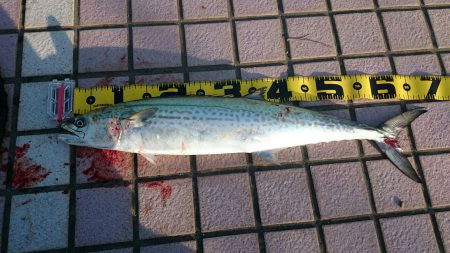 良型サゴシ67㎝ゲット！