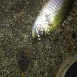 短時間アジング