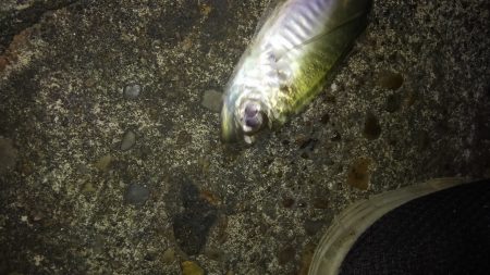 短時間アジング