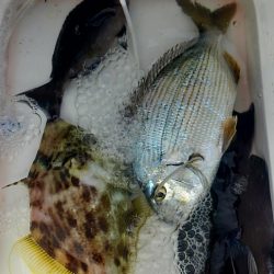 みなべ堺磯に釣行