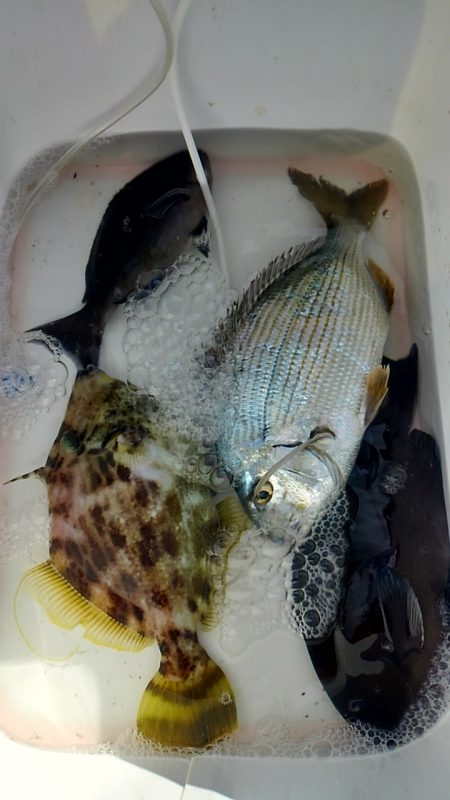 みなべ堺磯に釣行