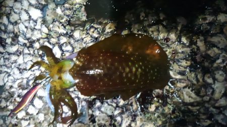 釣り納めエギング