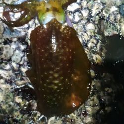 釣り納めエギング