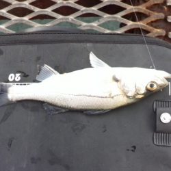 振替休日に海釣り公園