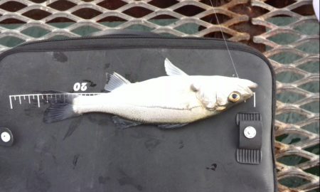 振替休日に海釣り公園