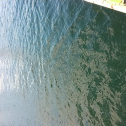 イワシはいるけど…