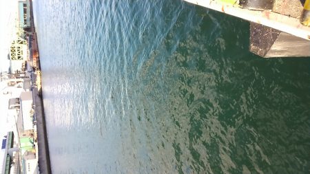 イワシはいるけど…