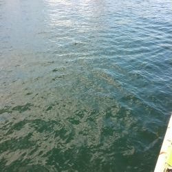 イワシはいるけど…