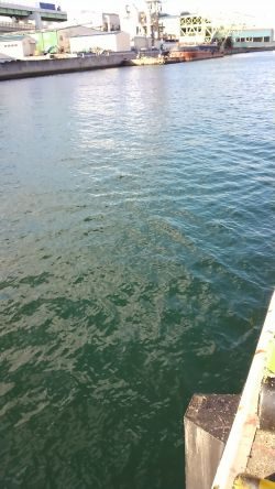 イワシはいるけど…