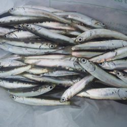 釣り納めはイワシ