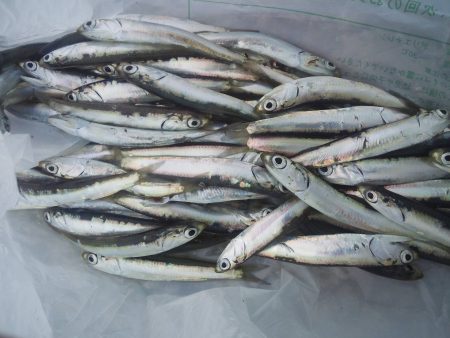 釣り納めはイワシ