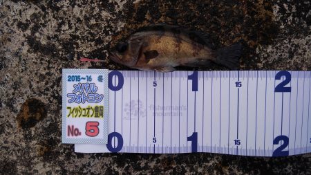 ミップル周辺で釣りをする。