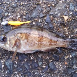 ミップル周辺で釣りをする。