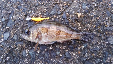 ミップル周辺で釣りをする。