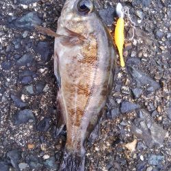 ミップル周辺で釣りをする。