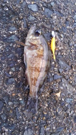 ミップル周辺で釣りをする。