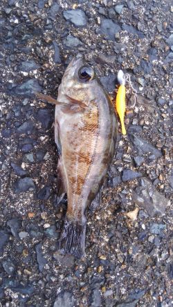 ミップル周辺で釣りをする。