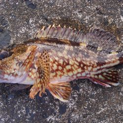 ミップル周辺で釣りをする