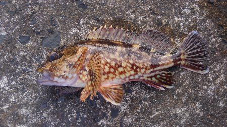 ミップル周辺で釣りをする