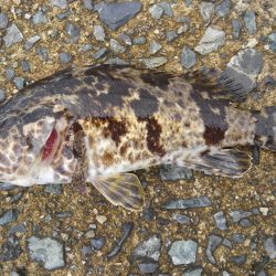 幼魚と戯れる(笑)。