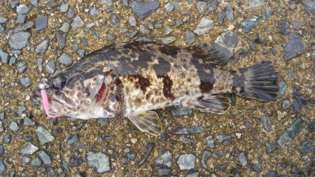 幼魚と戯れる(笑)。