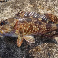 ミップル周辺で釣りをする