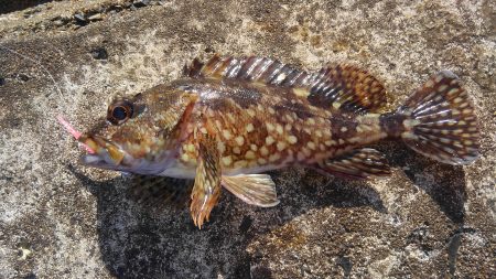 ミップル周辺で釣りをする