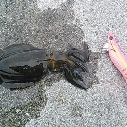 久しぶりのエギング！