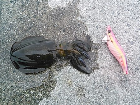 久しぶりのエギング！