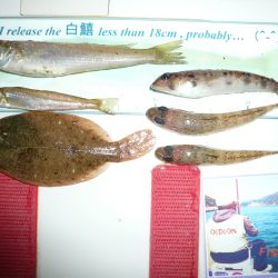 近場の明石港でキス狙い