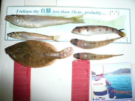 近場の明石港でキス狙い